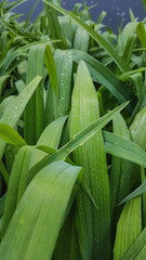  beautiful textured green background of natural tropical leaves