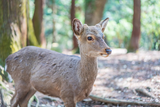 Beautiful Nara Deer at Nara city, Japan. Nara park is a famous place landmark to see wild animals deer idea for rest relax enjoy lifestyle © Tony