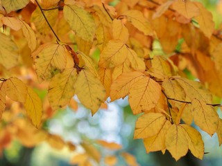 Naklejka na ściany i meble Beech Tree Leaves in Autumn 