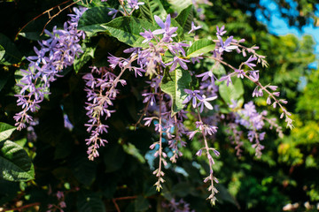 blue flowers on a background