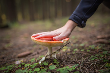 Huge red amanita in the forest. Big as hand. Poisonous mushroom, do not eat.