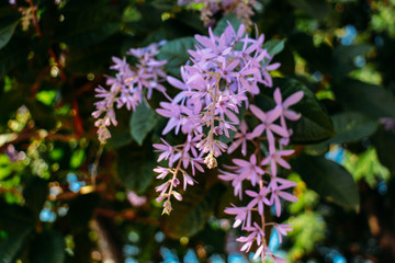 blue flowers on a background