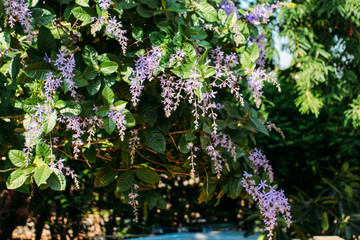 Fototapeta premium blue flowers on a background