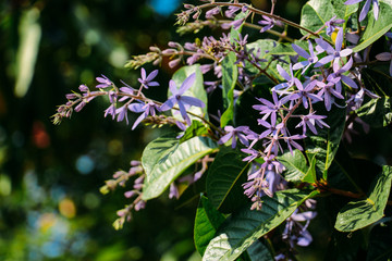 blue flowers on a background