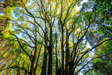 下合瀬の大カツラ