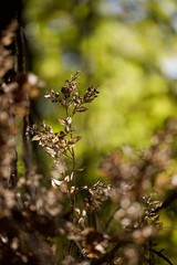Nature automne