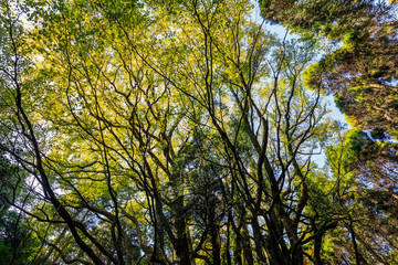 下合瀬の大カツラ
