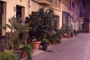 Flowers, plants, streets, night in the city