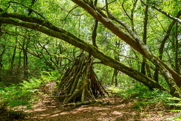 Hut made of sticks in woodland