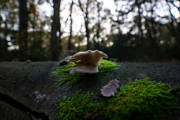 Mushroom makro in the forest