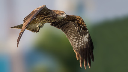 Black Kite (Formal Name: Milvus mingrans)
