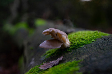 Mushroom makro in the forest