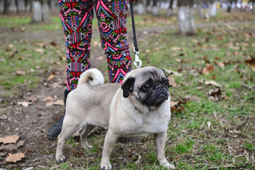 portrait of a cute pug on a walk