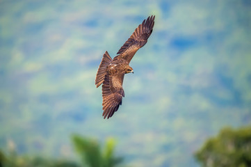Black Kite (Formal Name: Milvus mingrans)
