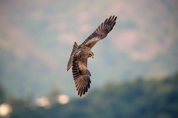 Black Kite (Formal Name: Milvus mingrans)