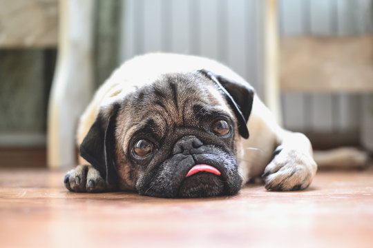 portrait of a cute pug on a walk