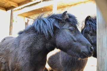 Close-up portrait of a black horse