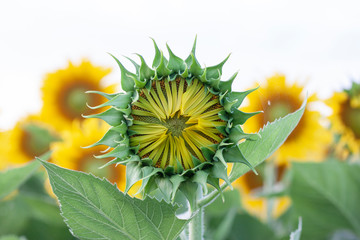 Young Sunflower bud in the garden on blur nature background.