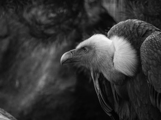 Vautour