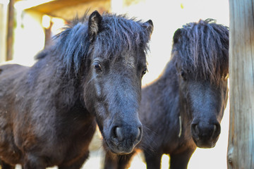 Fototapeta premium Close-up portrait of a black horse