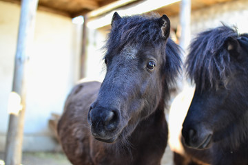 Fototapeta premium Close-up portrait of a black horse