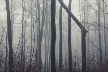 tree trunks in foggy forest