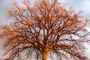 große Eiche in winterlicher Abendsonne