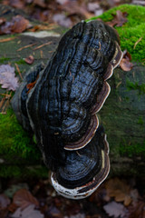 Mushroom makro in the forest