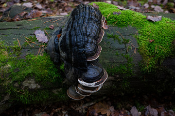 Mushroom makro in the forest