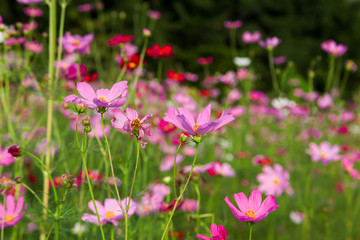 Obraz na płótnie Canvas Beautiful pink cosmos flower in field