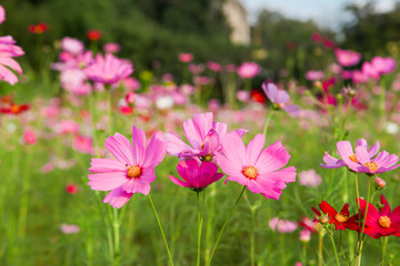 Beautiful pink cosmos flower in field