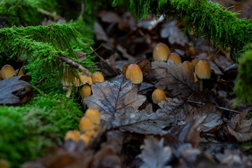 Mushroom makro in the forest