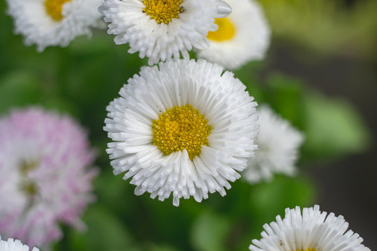 beautiful daisies blooming in the garden