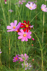 Beautiful pink cosmos flower in field