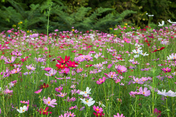 Beautiful pink cosmos flower in field