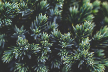  Background of natural green needles