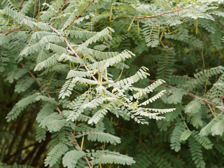indigofera heterantha | Himalayan indigo, large ornamental shrub with grayish-green foliage, fine-textured of elliptic leaflets and seed pods in autumn 