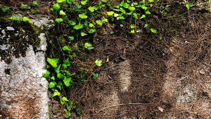 ivy on the ground
