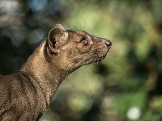 Fossa