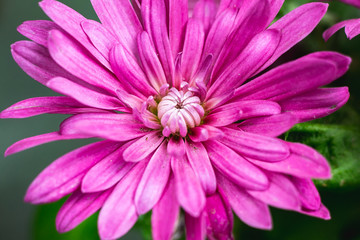 beautiful chrysanthemums blooming in the garden