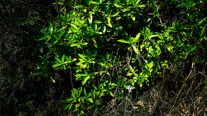 green forest background