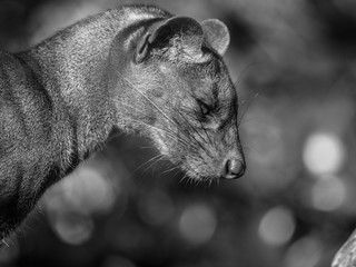 Fossa