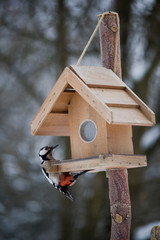 Vogelhaus im Winter