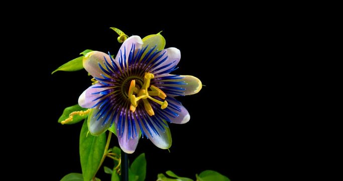 The opening and closing of Passiflora flower on black background