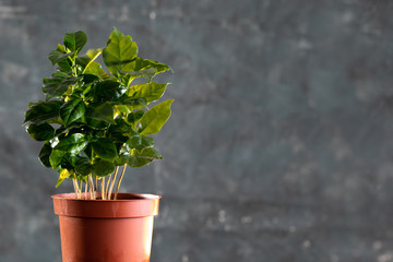 Plant in the pot. Coffee tree on a dark background. Close-up. Copy space.
