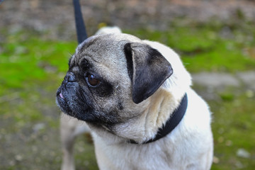 portrait of a cute pug on a walk