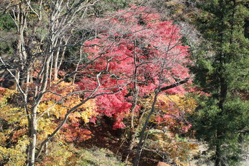 千秋公園の紅葉