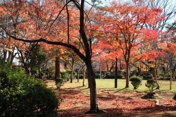 千秋公園の紅葉