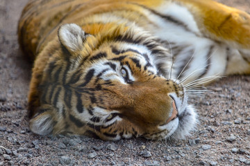 Amur wild tiger portrait in zoo