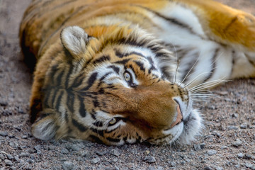 Amur wild tiger portrait in zoo